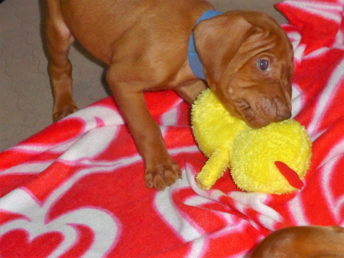 Abigail & Rugar's Christmas Litter of Vizsla Puppies - Image 12