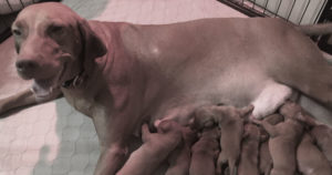 Vizsla-Puppies-at-White-River-Kennels