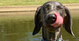 purchase-a-weimaraner-puppy-today