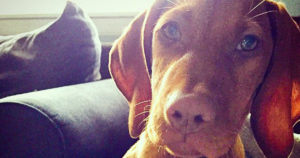 the-best-viszla-puppies-for-sale