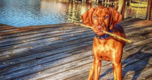 the-best-puppies-for-sale-at-white-river-kennels