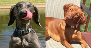 puppies-for-sale-weimaraner-vizsla