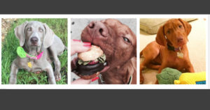 purebred-puppies-for-sale-at-white-river-kennels