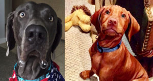 best-place-to-buy-a-puppy-is-white-river-kennels