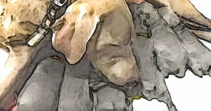 blue-weimaraner-puppies-for-sale