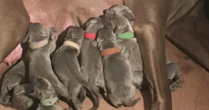 our-new-litters-at-white-river-kennels