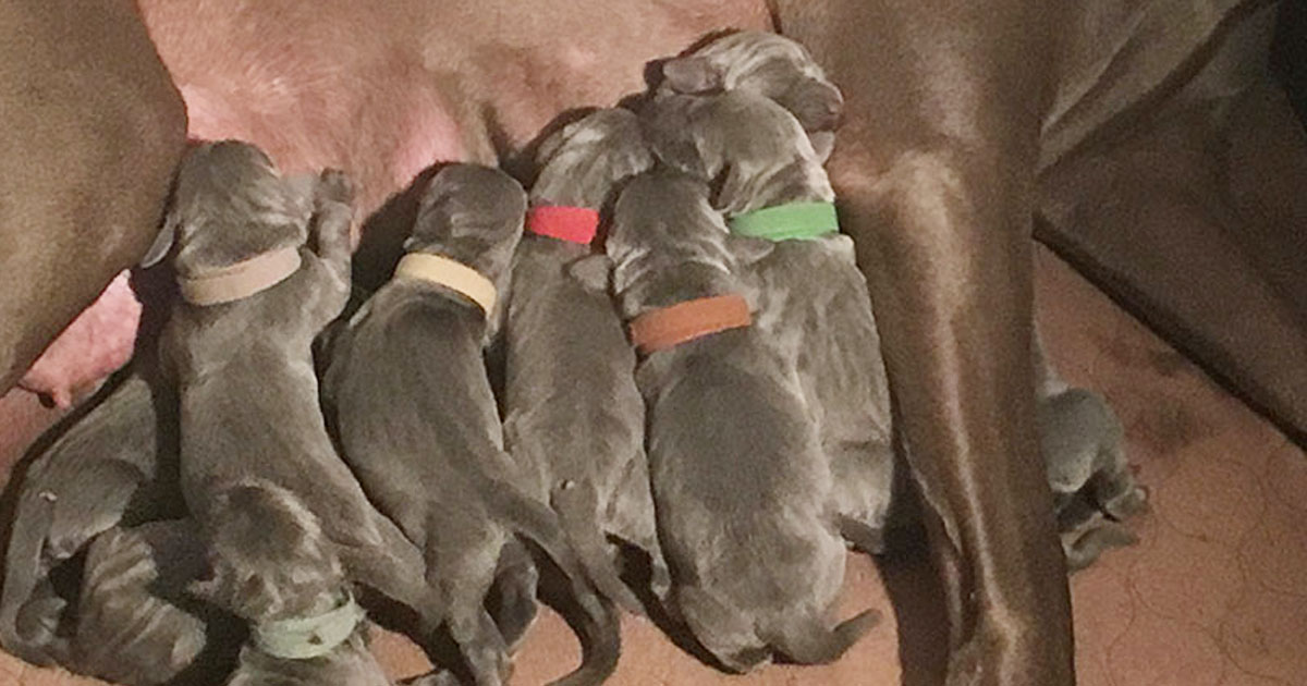 our-new-litters-at-white-river-kennels