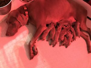 Rosie & Colt's Silver Weimaraner Puppies was born on November 6, 2018
