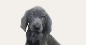 best-seasons-to-get-a-weimaraner-puppy
