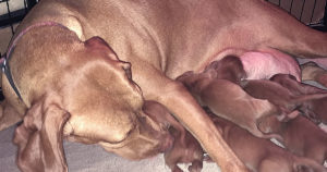 vizsla-puppies-at-white-river-kennels-3