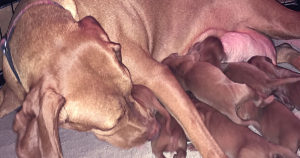 vizsla-puppies-for-sale-at-white-river