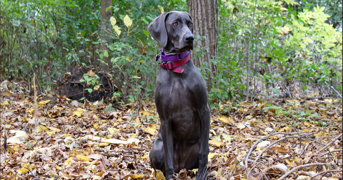 weimaraner-puppies-from-white-river-kennels