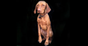 how-to-keep-your-vizsla-puppy-busy