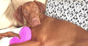 microchip-to-protect-your-vizsla