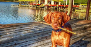 viszla-puppies-available