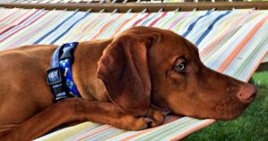 vizsla-puppies-for-you-and-your-family