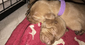 find-vizsla-breed-at-white-river-kennels