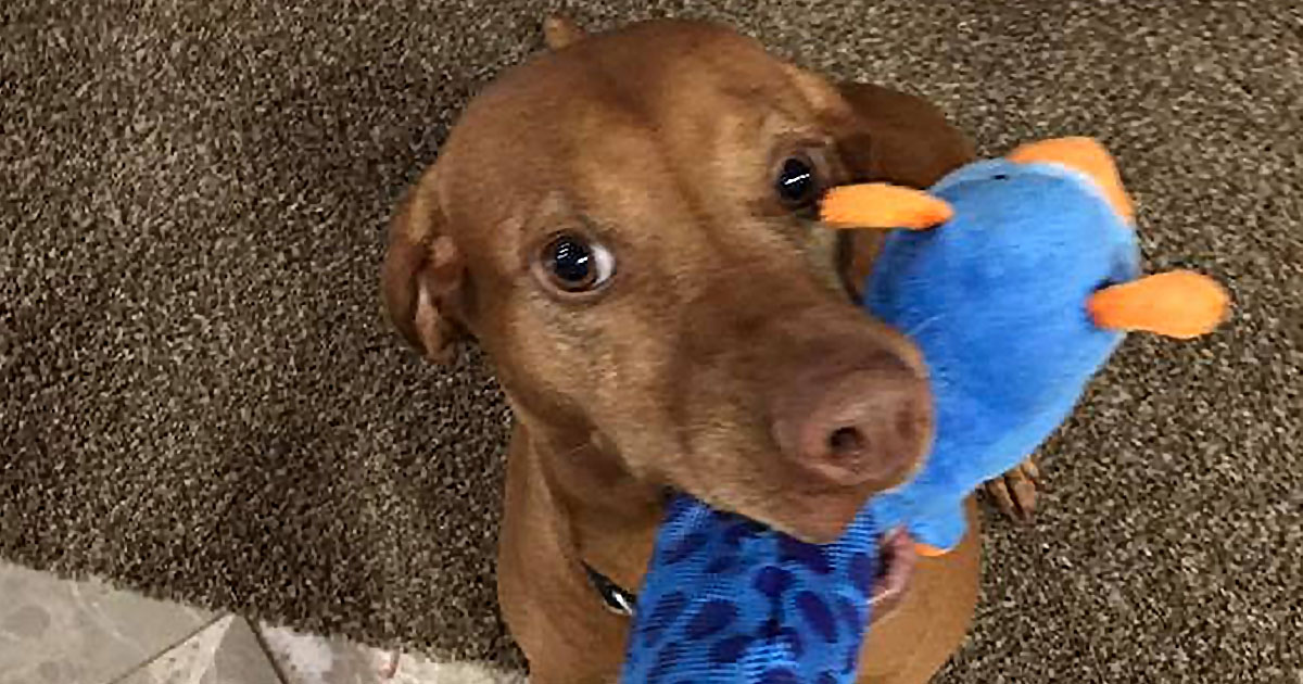 get-a-vizsla-puppy