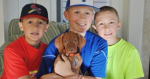 stages-of-growth-for-your-vizsla-puppy