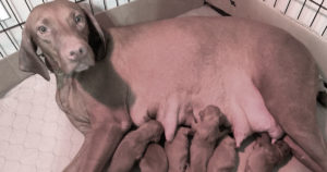 vizsla-puppies-for-sale-at-white-river-2