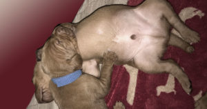 vizsla-puppies-for-you