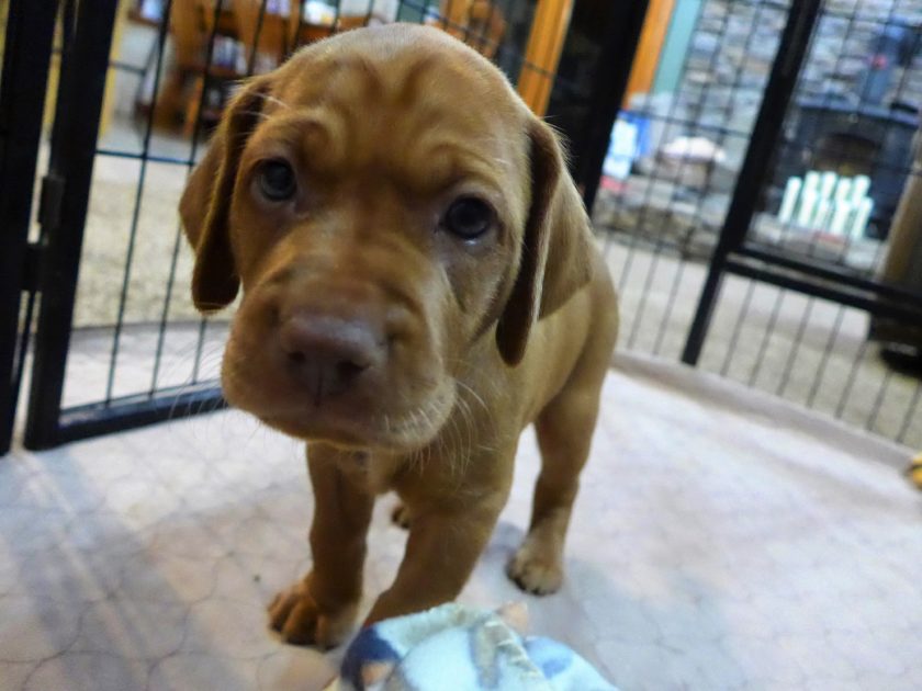 Remington & Rugar's Litter of Vizsla Puppies Born on April 30th - Image 19