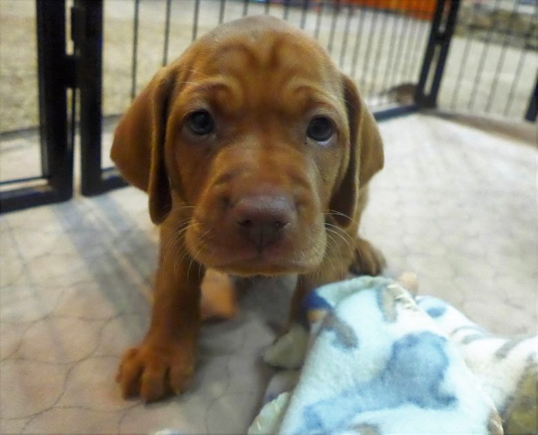 Remington & Rugar's Litter of Vizsla Puppies Born on April 30th - Image 18