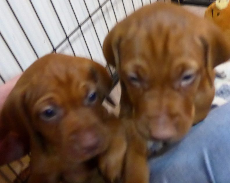 Remington & Rugar's Litter of Vizsla Puppies Born on April 30th - Image 17