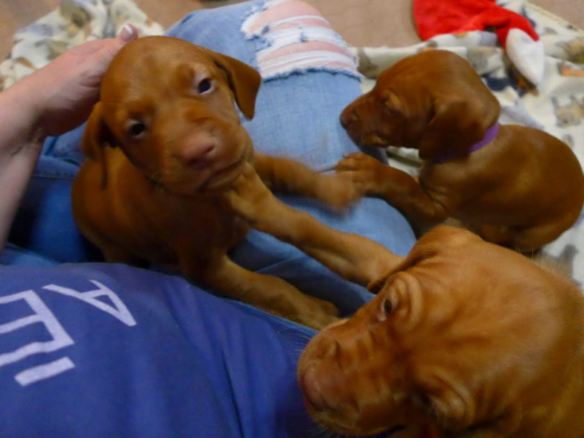 Remington & Rugar's Litter of Vizsla Puppies Born on April 30th - Image 15