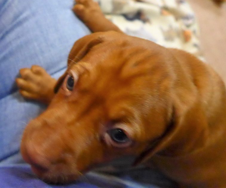 Remington & Rugar's Litter of Vizsla Puppies Born on April 30th - Image 16