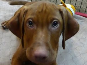 Black Collar Boy from Riley & Ruger's Vizsla Litter is currently available.
