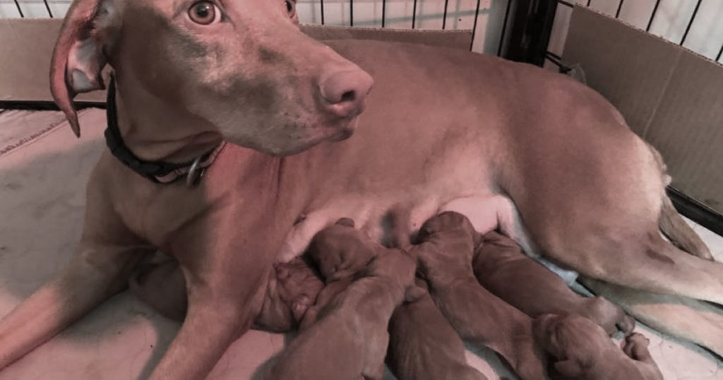 bringing-your-new-vizsla-puppy-home