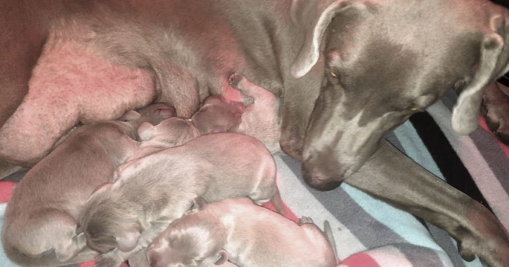 bringing-your-new-weimaraner-puppy-home