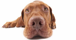 facts-about-vizslas-from-white-river-kennels