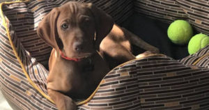 life-as-a-vizsla-puppy-with-white-river-kennels