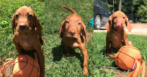 vizsla-breed-for-your-family-from-white-river