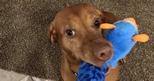 dog-facts-from-white-river-kennels