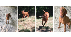 find-a-responsible-dog-breeder