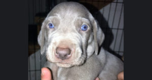 find-your-forever-furbaby-puppy