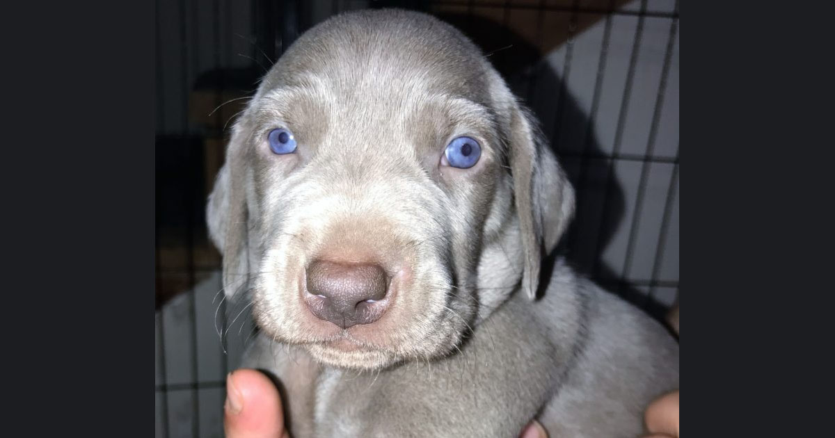 find-your-forever-furbaby-puppy