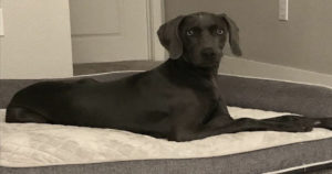 blue-and-silver-weimaraners-from-white-river