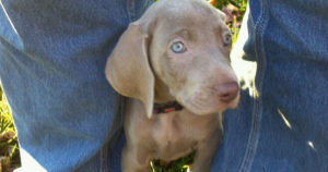 we-have-weimaraner-puppies-for-sale
