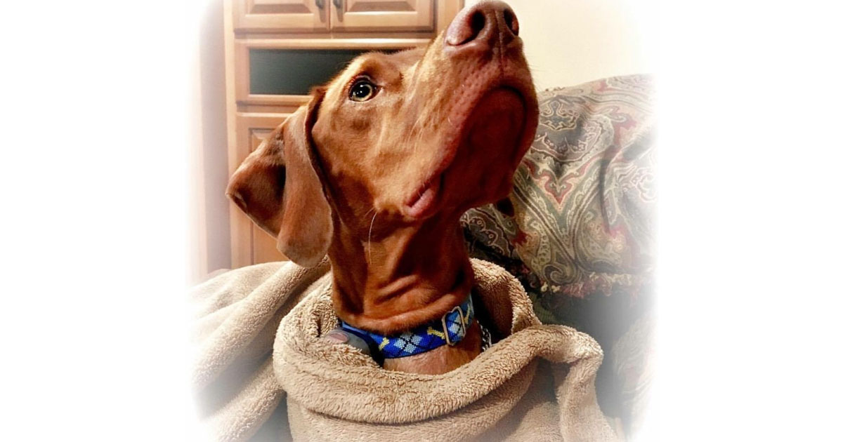 taking-care-of-your-puppy-from-white-river