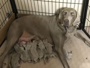 Wheniford & Colt's Silver Weimaraner Litter Born on September 12th