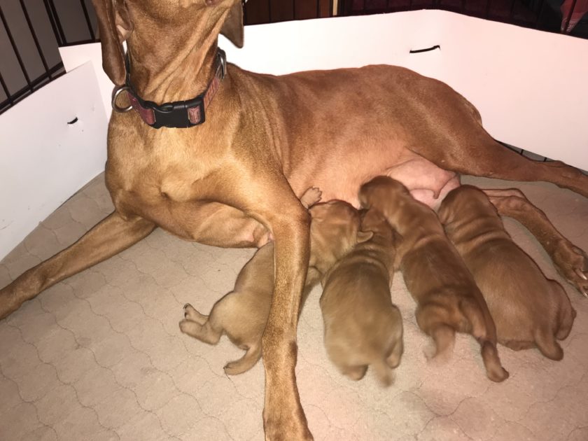Remington & Rugar's Litter of Vizsla Puppies Born on April 30th - Image 2