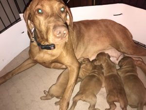 Remington & Rugar's Litter of Vizsla Puppies Born on April 30th