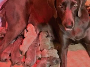 Gracie & Colt's Blue & Silver Weimaraner Litter Born on May 23rd.