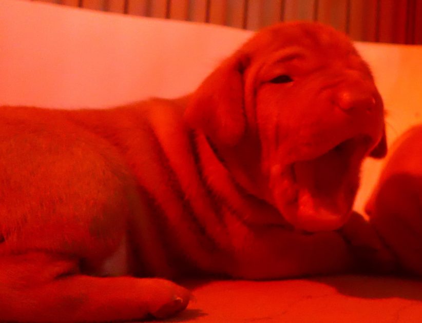 Remington & Rugar's Litter of Vizsla Puppies Born on April 30th - Image 4