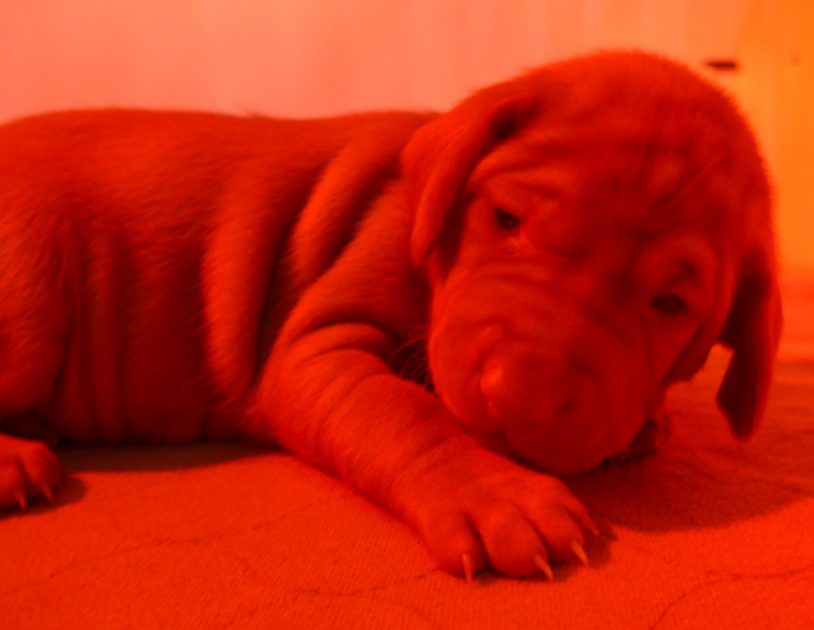 Remington & Rugar's Litter of Vizsla Puppies Born on April 30th - Image 5