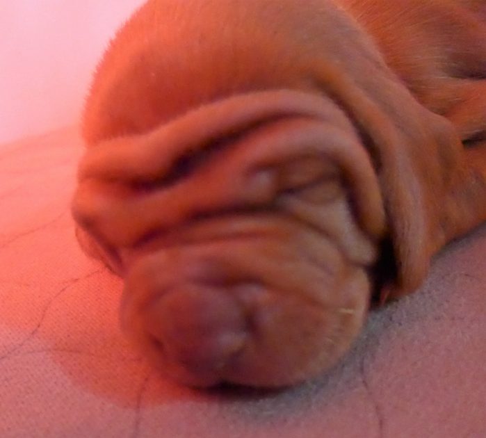 Remington & Rugar's Litter of Vizsla Puppies Born on April 30th - Image 6